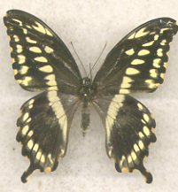 Papilio constantinus (abberant) (Internet Image property of respective owner, non-commercial use only)